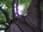 tree 1.jpg (74kb)